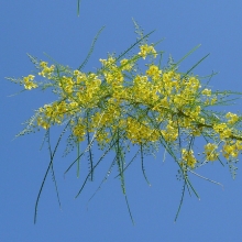 Parkinsonia aculeata