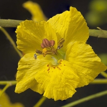 Parkinsonia aculeata