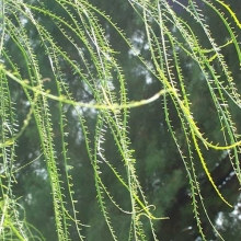 Parkinsonia aculeata