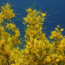 Parkinsonia aculeata