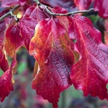 Parrotia persica `Felicie`