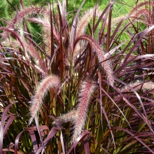 Pennisetum setaceum `Rubrum`