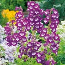 Penstemon `Gloire Des Quatre Rues`