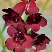 Penstemon `Rich Ruby`