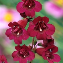 Penstemon `Rich Ruby`