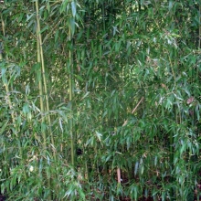 Phyllostachys decora 