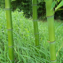 Phyllostachys propinqua 