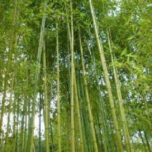 Phyllostachys rubromarginata