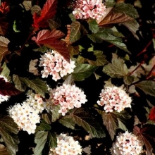 Physocarpus opulifolius `Diable d`Or`