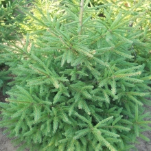 Picea abies SÖVÉNY 10 db-os összeállítás