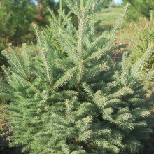 Picea glauca