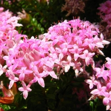 Pimelea ferruginea