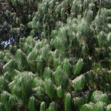 Pinus patula 