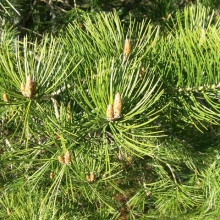 Pinus bungeana 