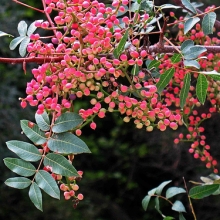 Pistacia terebinthus 