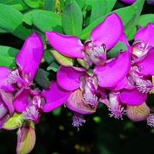 Polygala oppositifolia