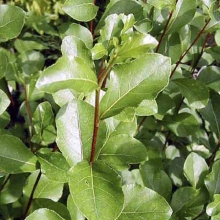 Populus simonii `Fastigiata`