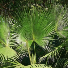 Pritchardia hillebrandii