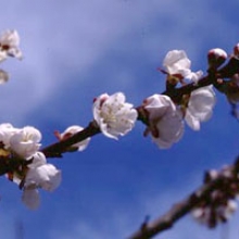Prunus ansu (Syn.: Armeniaca ansu)