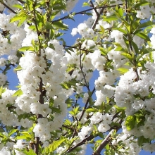 Prunus avium `Plena`