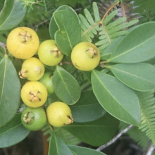 Psidium cattleianum `Yellow`