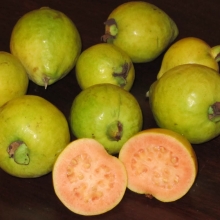 Psidium cattleianum `Yellow`