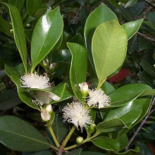 Psidium cattleianum `Yellow`