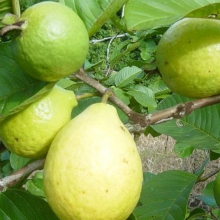 Psidium guajava, syn.: Psidium guajaba