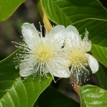 Psidium guajava, syn.: Psidium guajaba