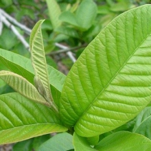 Psidium guajava, syn.: Psidium guajaba