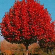 Pyrus calleryana `Autumn Blaze`