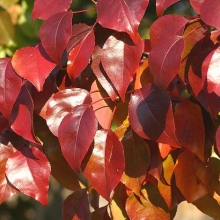 Pyrus calleryana `Autumn Blaze`