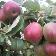 Pyrus communis `Blutbirne Cocomerina`