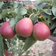 Pyrus communis `Blutbirne Cocomerina`