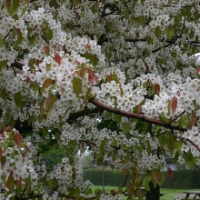 Pyrus ussuriensis