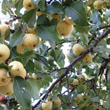 Pyrus ussuriensis