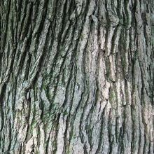 Quercus macrocarpa 