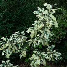 Quercus cerris Variegata