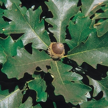 Quercus macrocarpa 