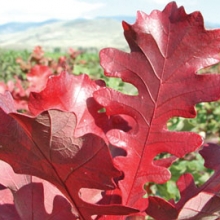 Quercus macrocarpa 