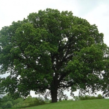 Quercus macrocarpa 