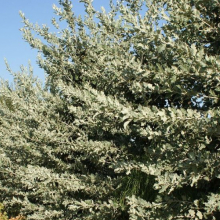 Quercus ithaburensis var. macrolepis `Helmrijk Silver`