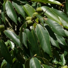 Quercus myrsinifolia 