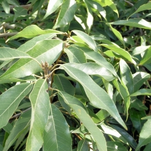 Quercus myrsinifolia 