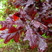 Quercus robur `Atropurpurea`