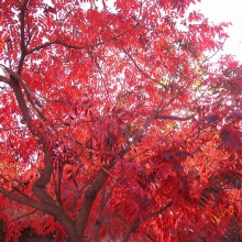 Rhus typhina 