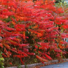 Rhus typhina 