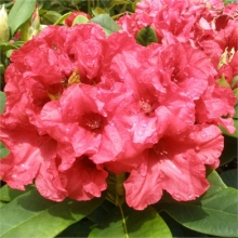 Rhododendron yakushimanum `Dopey`