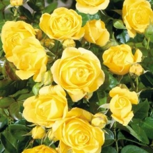 Rosa sp. `Golden Showers`