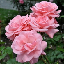 Rosa sp. `Queen Elizabeth`